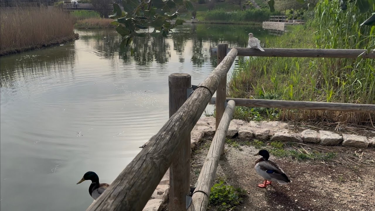 Secret Park in Alicante with Beautiful Birds and Lake 