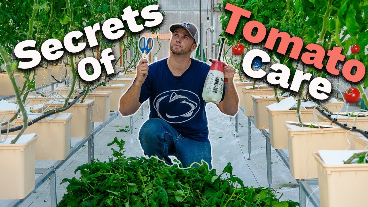 Easy Guide to Hydroponic Tomato Maintenance!