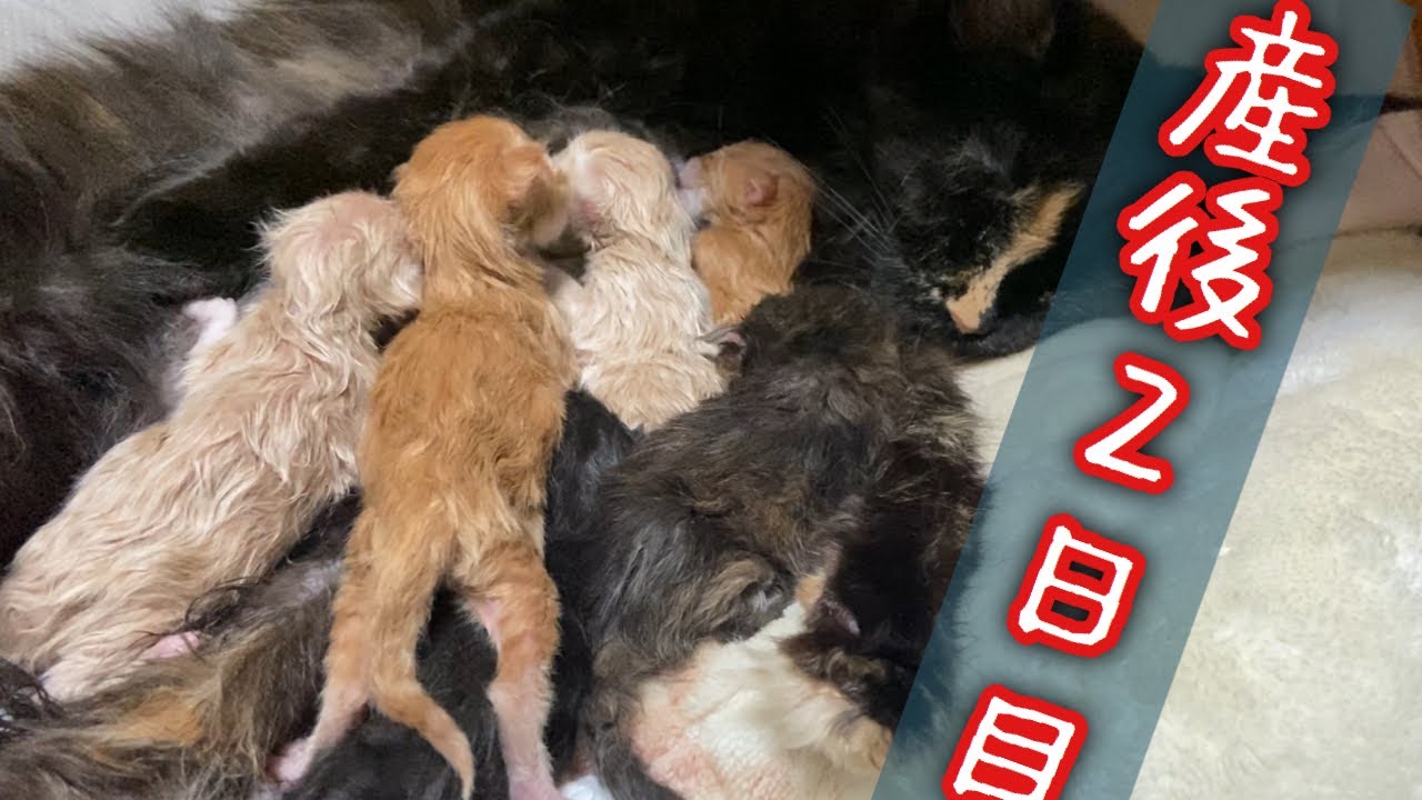 【子猫産後day2】おっぱい争奪戦！