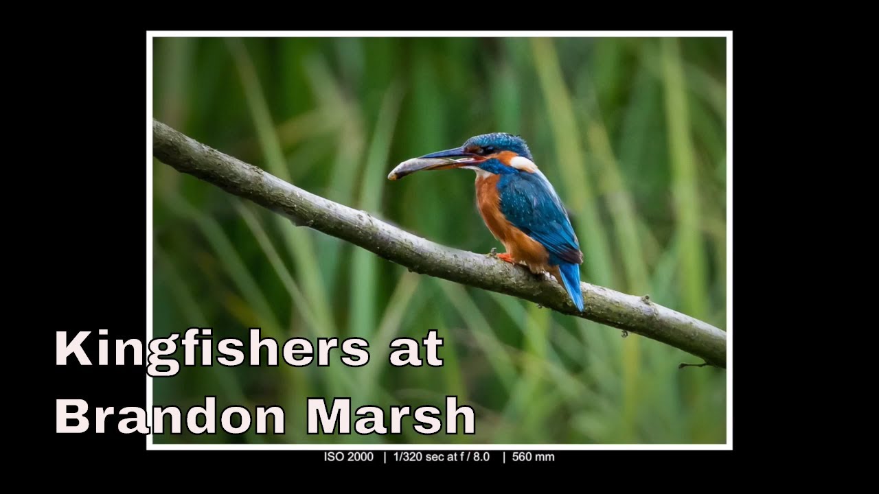 Wildlife Photography -  Kingfisher Bird Catching Fish at Brandon Marsh