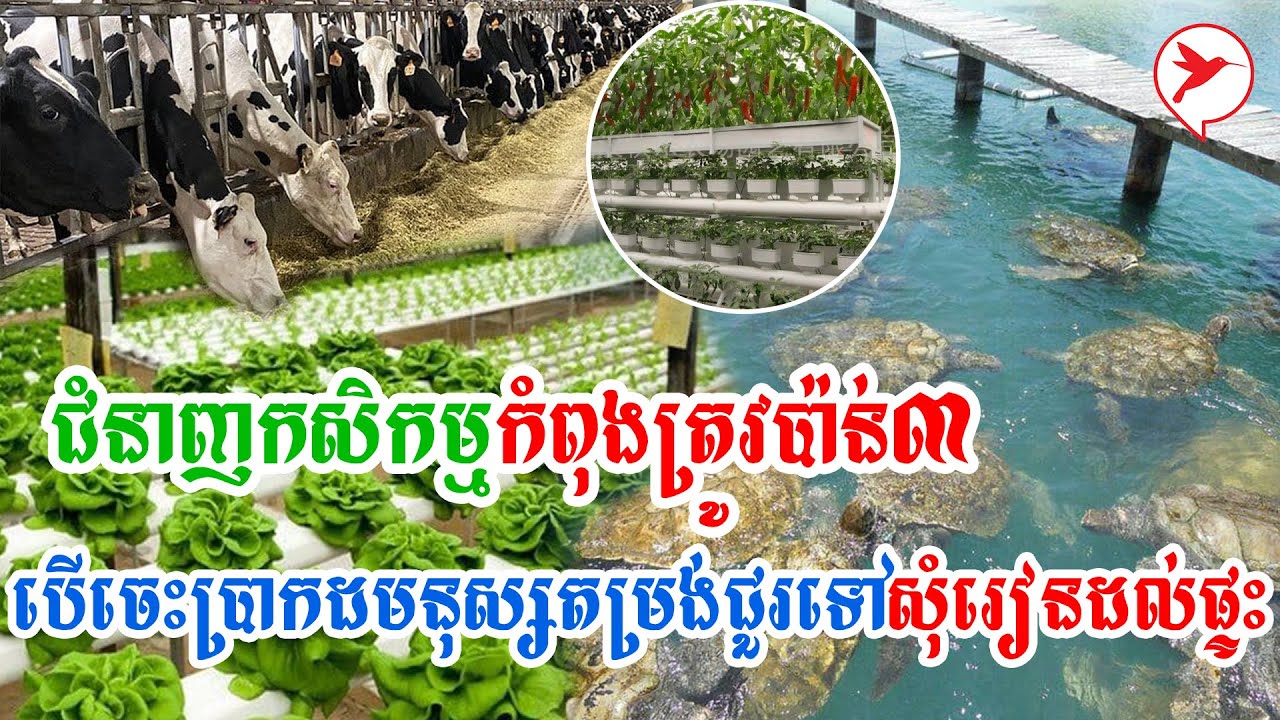 ជំនាញកសិកម្មកំពុងត្រូវប៉ាន់៣ បើចេះប្រាកដមនុស្សតម្រង់ជួរទៅសុំរៀនដល់ផ្ទះ | Sa Thoura