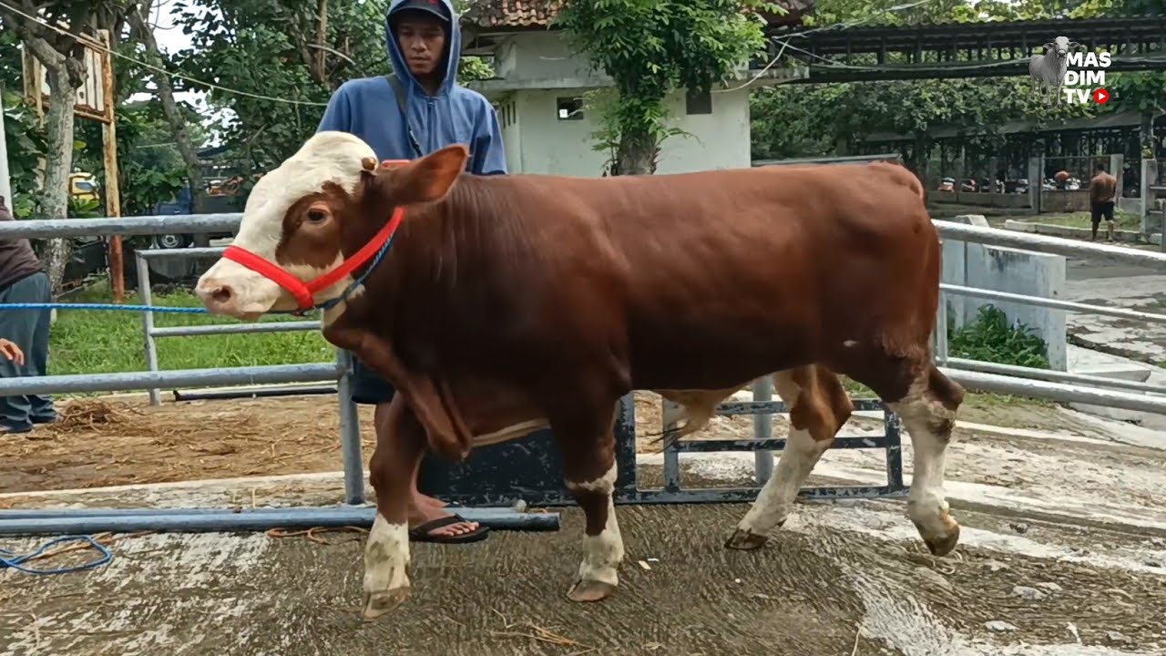 Usia 7 Bulan Pedet Simental Calon Bomber Jadi Yang Paling Super Deal Riza Andi Farm !!