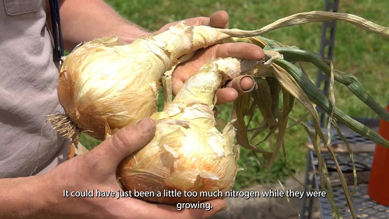 How to Overwinter Onions