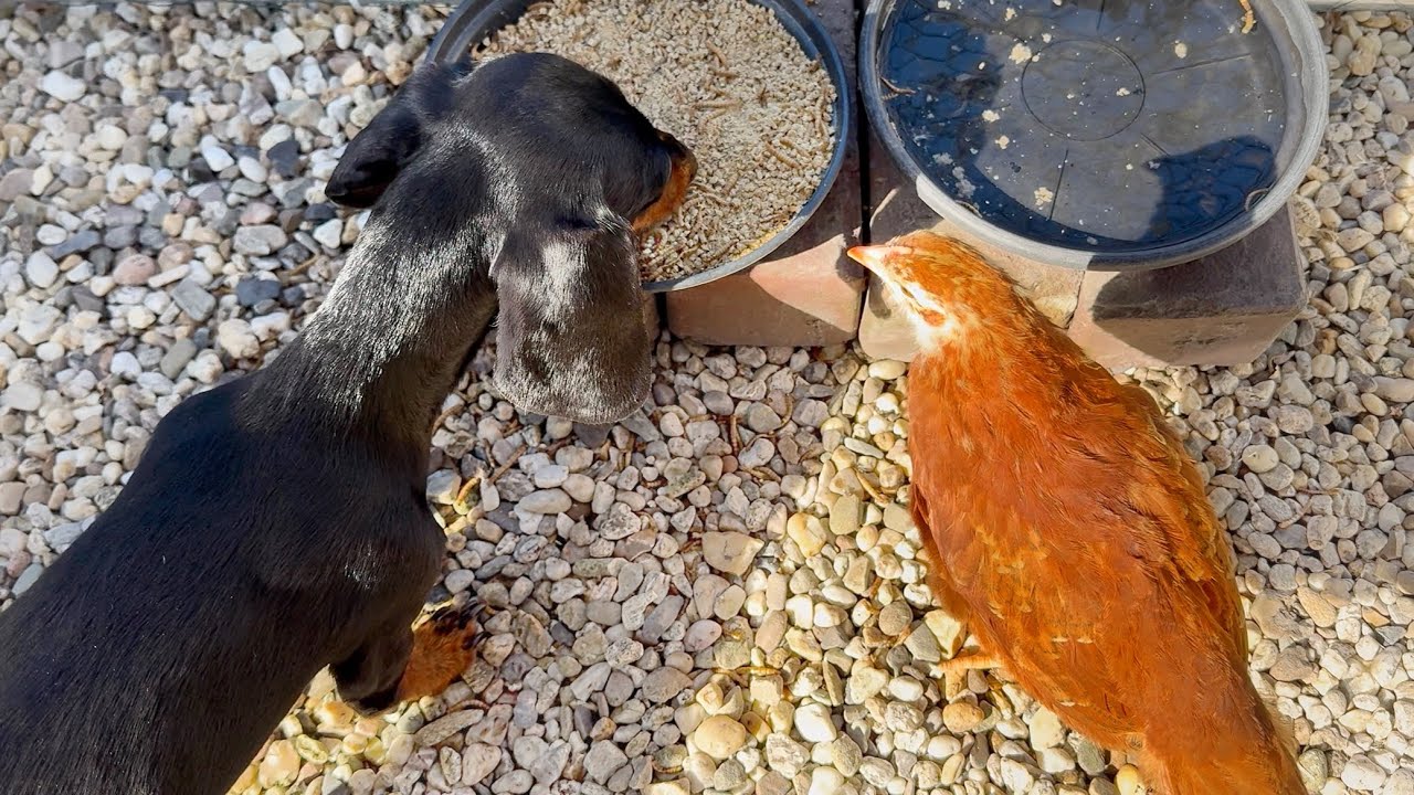 Mini Dachshund and chicks eating from the same food bowl.