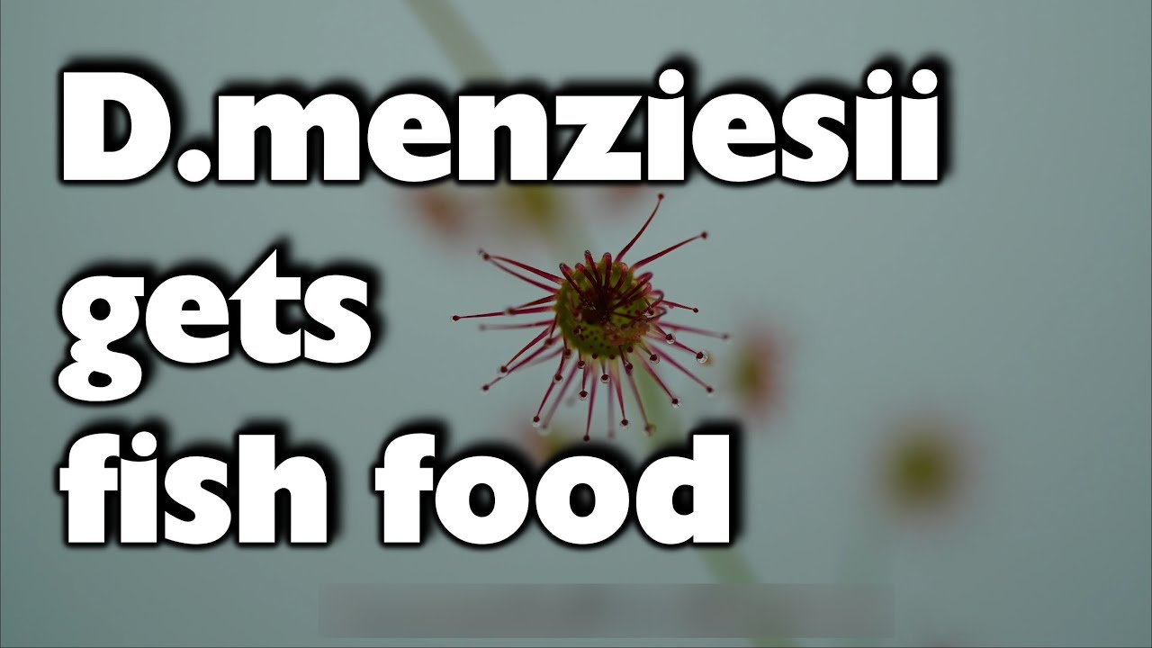 Tuberous sundew D.menziesii timelapse + fish food 4k /Knollendrosera Zeitraffer