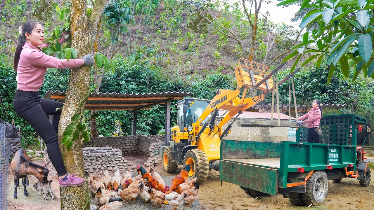 Use Trucks To Transport Materials To Repair Pig Pens and Renovate Farms. Daily Farm