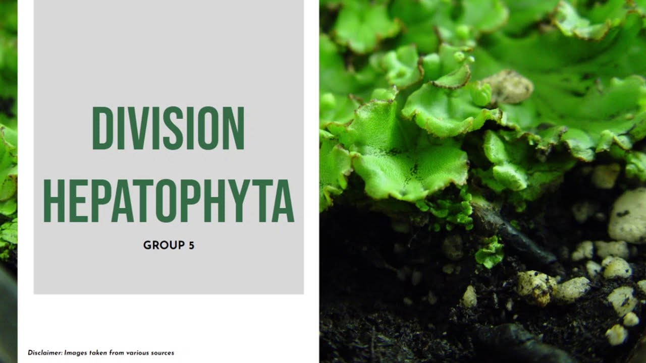 BIO102 - Division Hepatophyta | Group 5 (BS BIO Block YD-2)