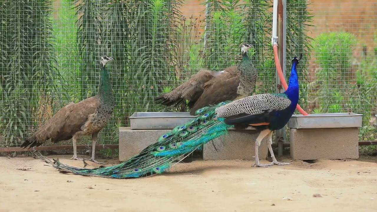 what sound does the peakhawk make