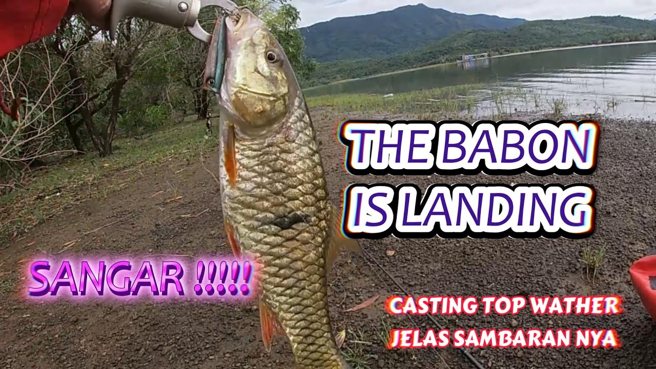 CASTING HAMPALA DI WADUK RIAM KANAN 018 #mancing #fishing #castinghampala