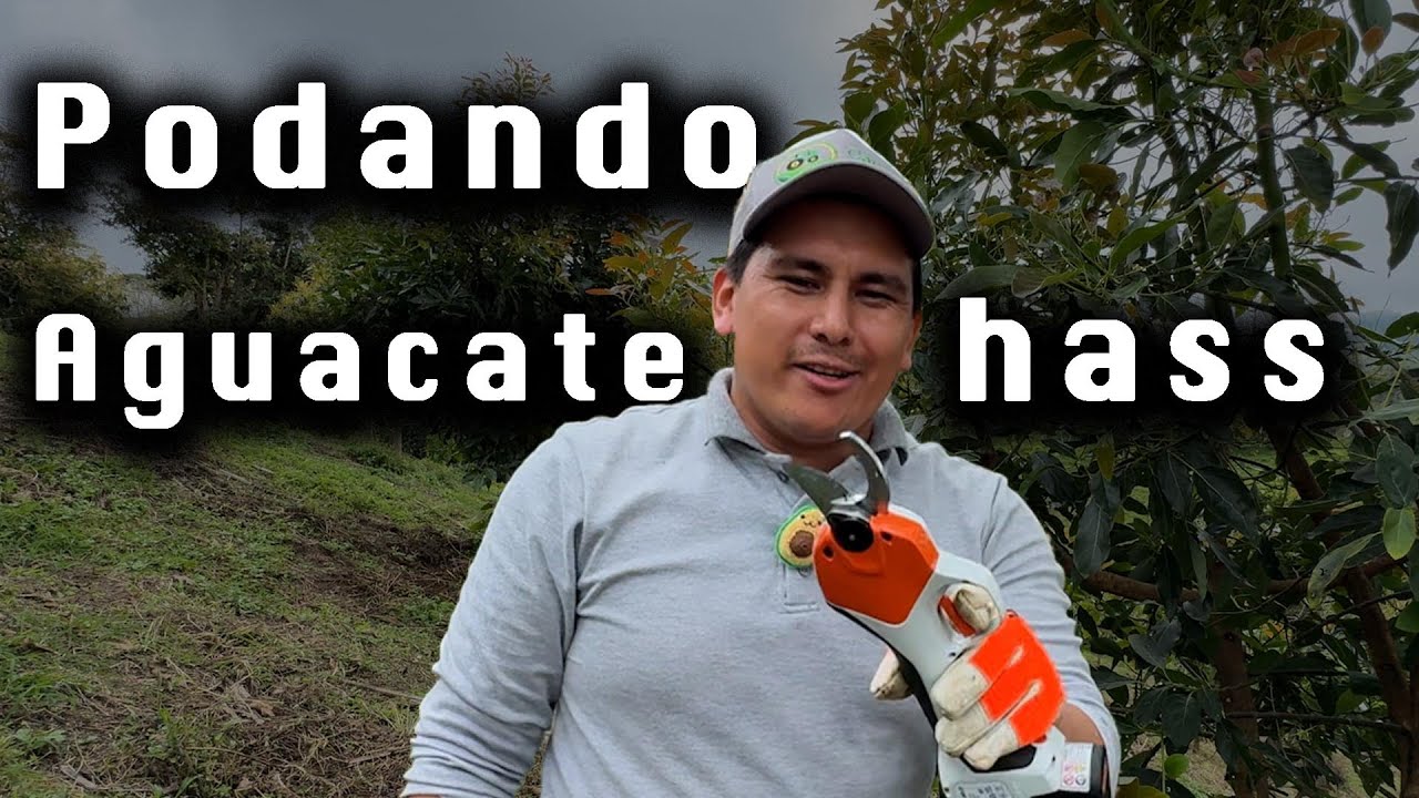 PODA EN AGUACATE HASS de 3 años