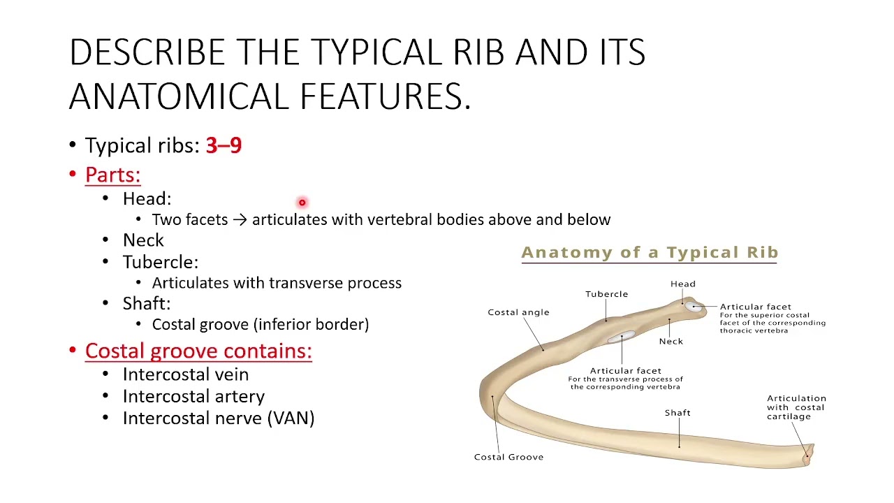 Thorax Osteology: Need to Know Facts