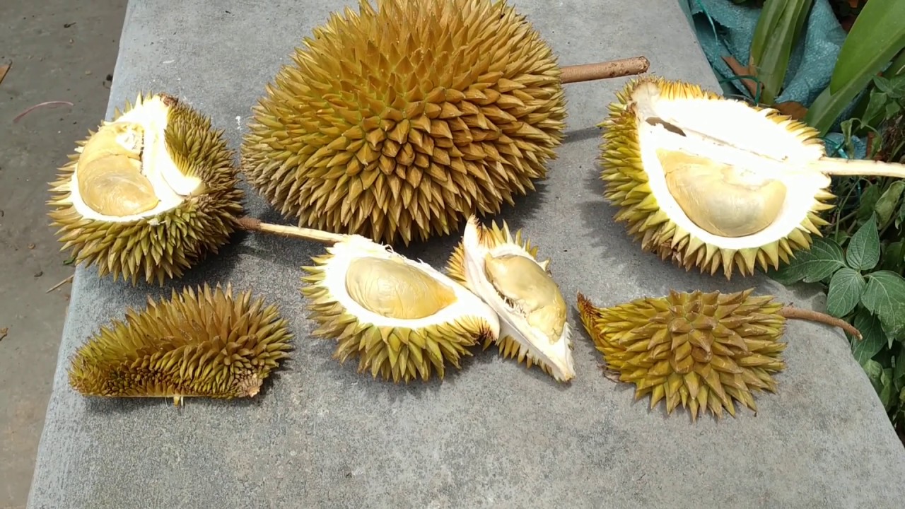 Famous Tembaga Durian (Durio zibethinus) in Borneo