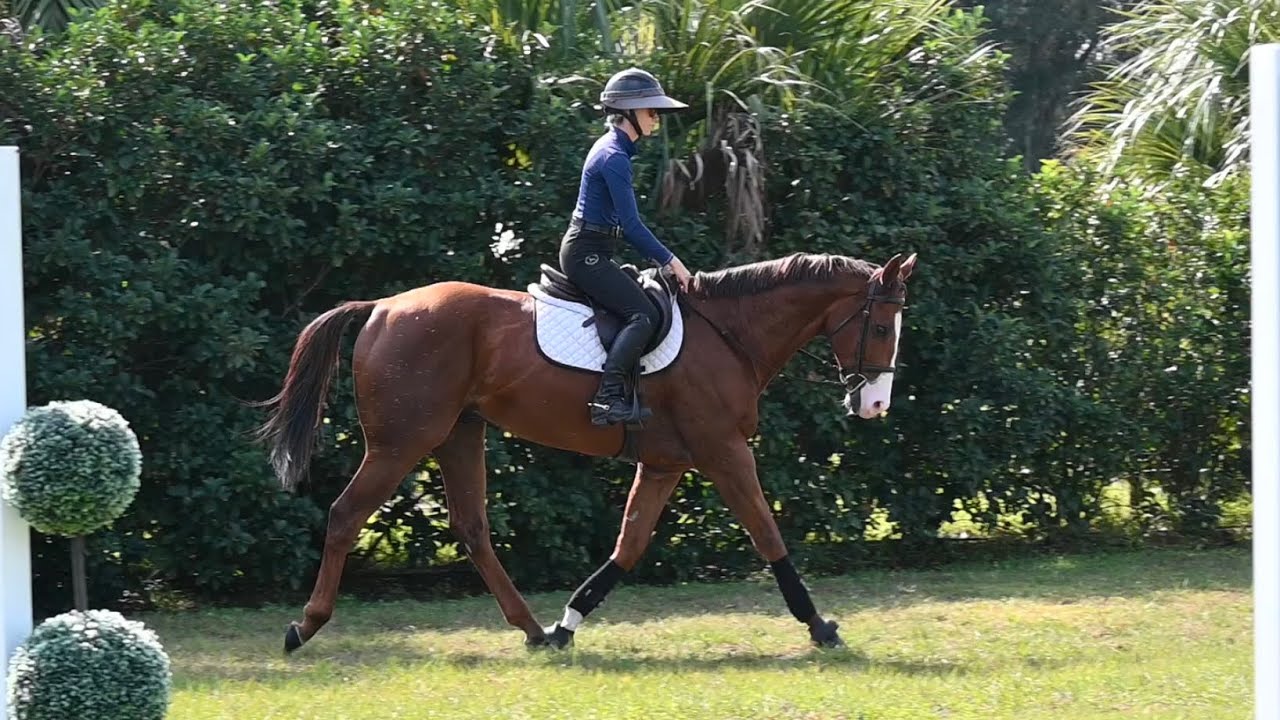 Spot 7 yr old OTTB gelding 16.2h