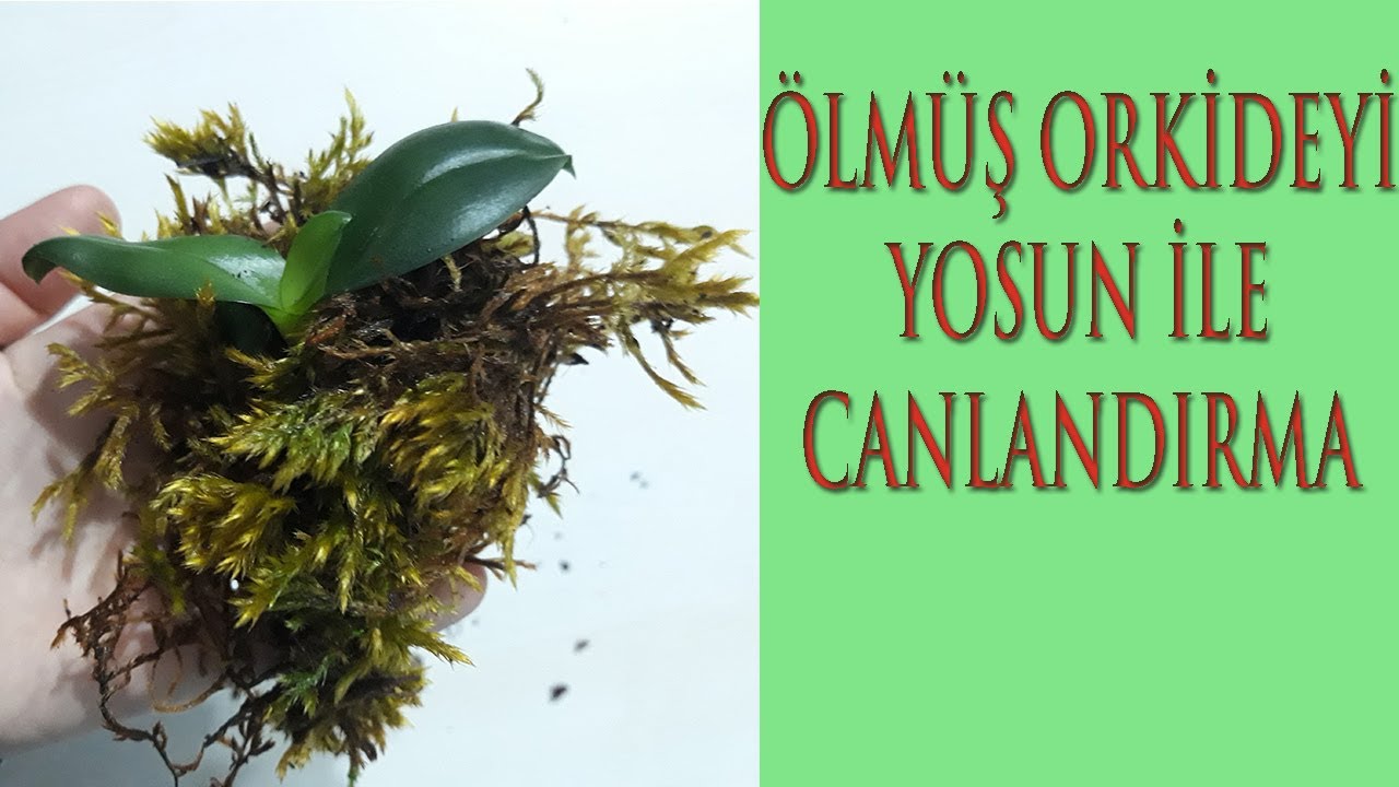 KÖKÜ KALMAMIŞ ORKİDE CANLANDIR, KÖKSÜZ ORKİDELERİ KURTARIYORUZ, KÖKSÜZ ORKİDE KÖKLENDİRME