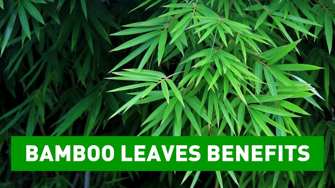 Discover the Incredible Health Benefits of Bamboo Leaves - The Ultimate Natural Remedy