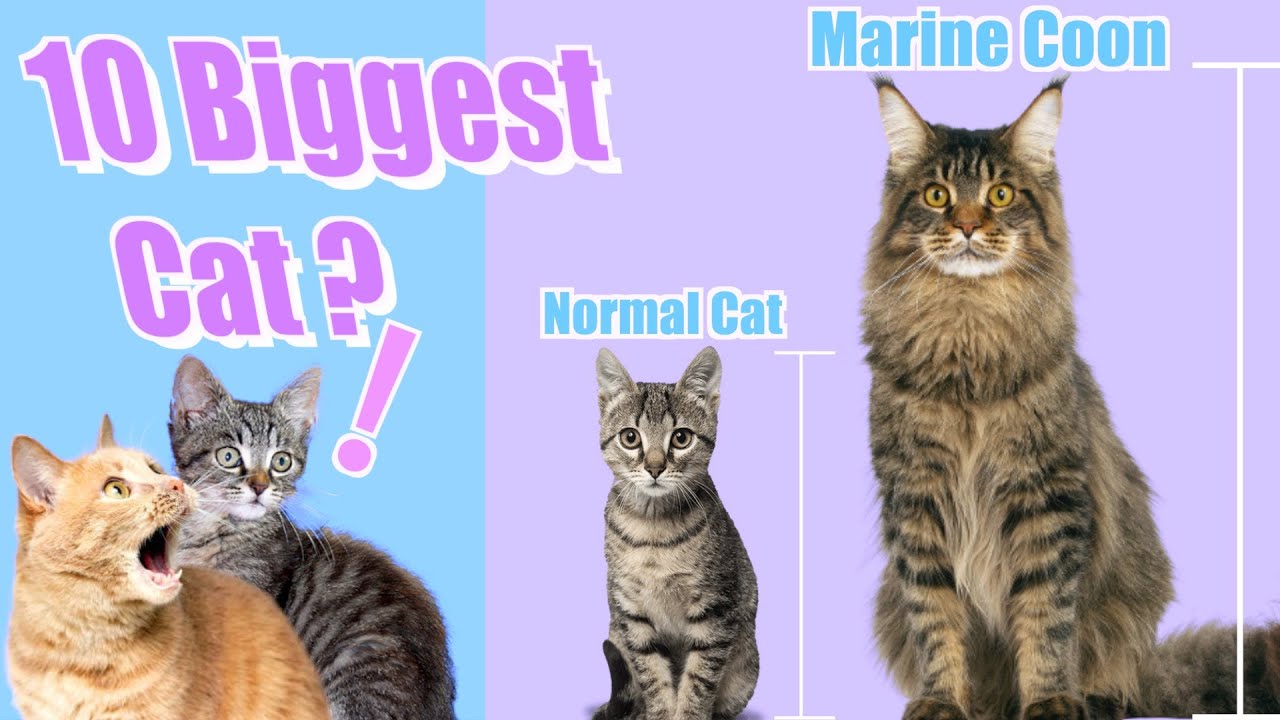 Is Maine Coon The Biggest Cat In The World? | 10 Biggest Domestic Cat Breeds（Part1)