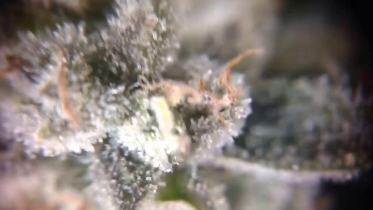 Amber trichomes close up at 1.5x speed