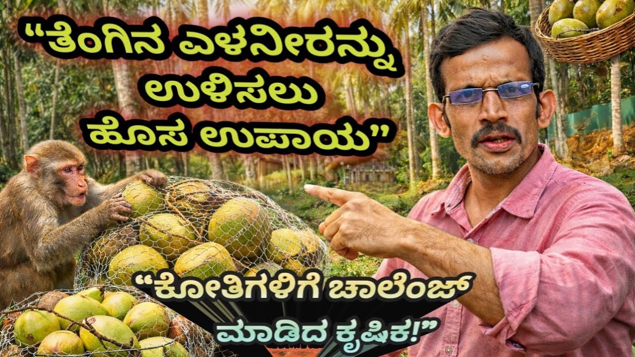 ಕೋತಿಗಳಿಗೆ ಚಾಲೆಂಜ್ ಮಾಡಿದ ಕೃಷಿಕ..! | ತೆಂಗಿನ ಎಳನೀರನ್ನು ಉಳಿಸಿದ ಗೋಪಾಲಕೃಷ್ಣ ಭಟ್ ಅವರ ಬುದ್ಧಿವಂತಿಕೆ.