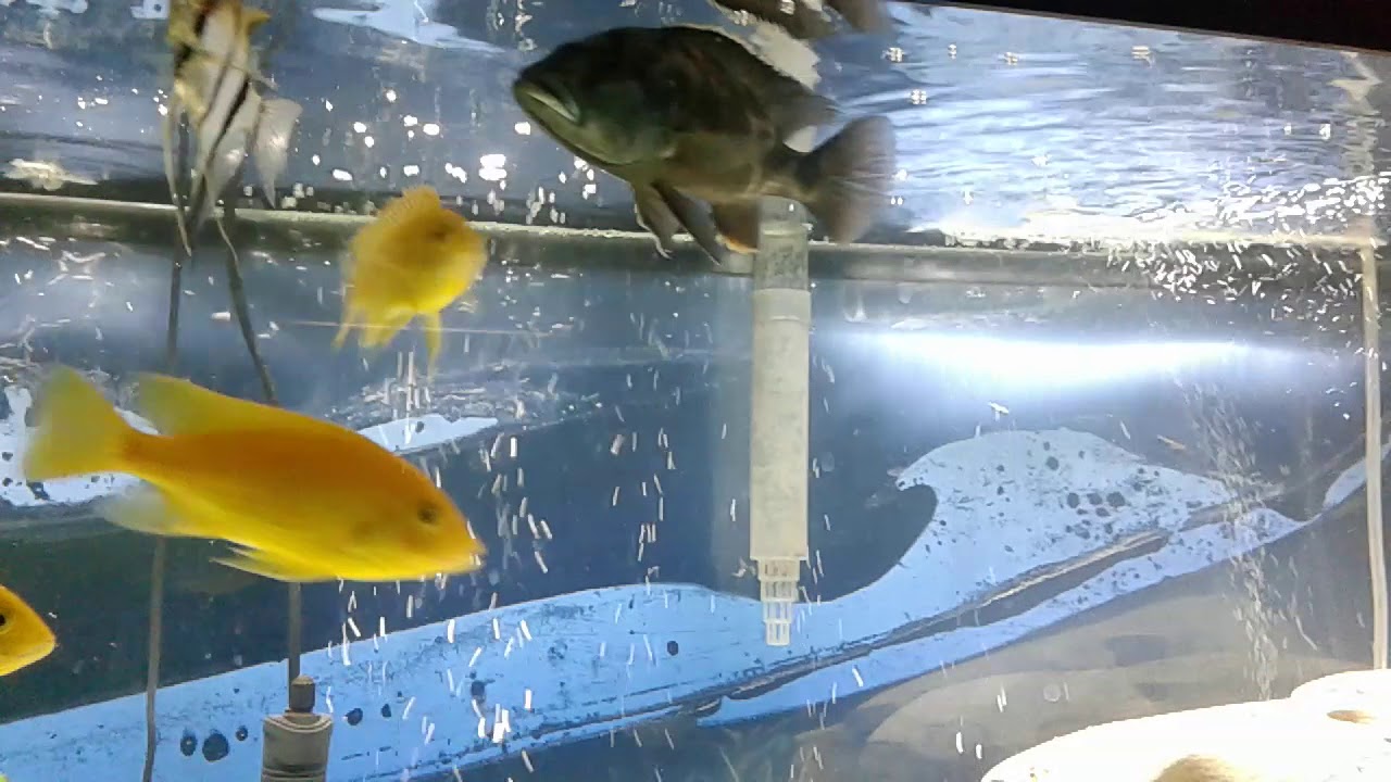 Prazipro sunken stomach treatment.