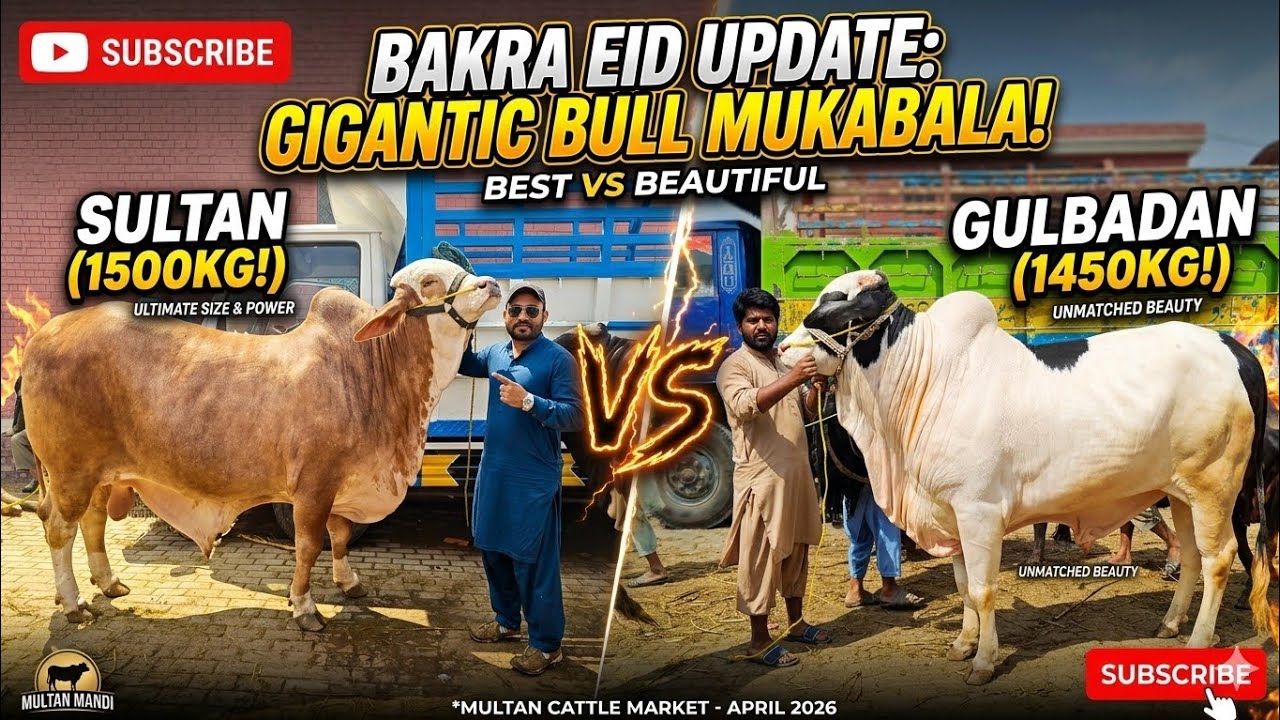 Multan Cow Mandi me Ayy Qurbani 2026 k kubsuraat Heavy Weight Bachryy | latest Fresh update 