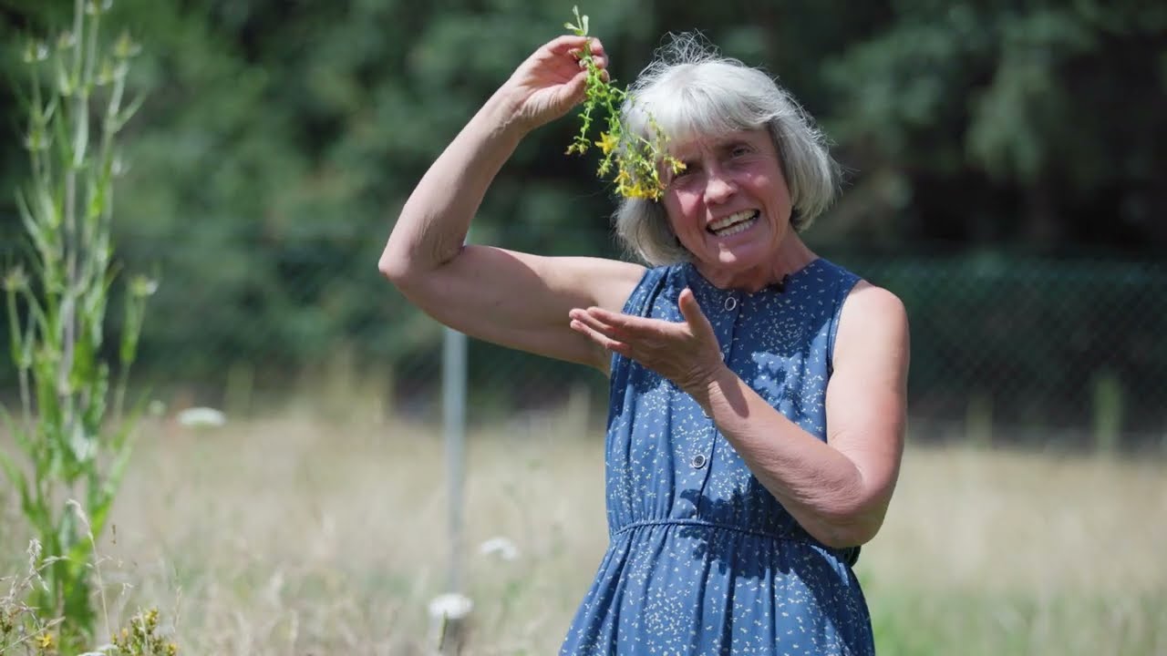 Johanniskraut für Haut und Seele | Sommer-Kräuter mit Ruth Pfennighaus