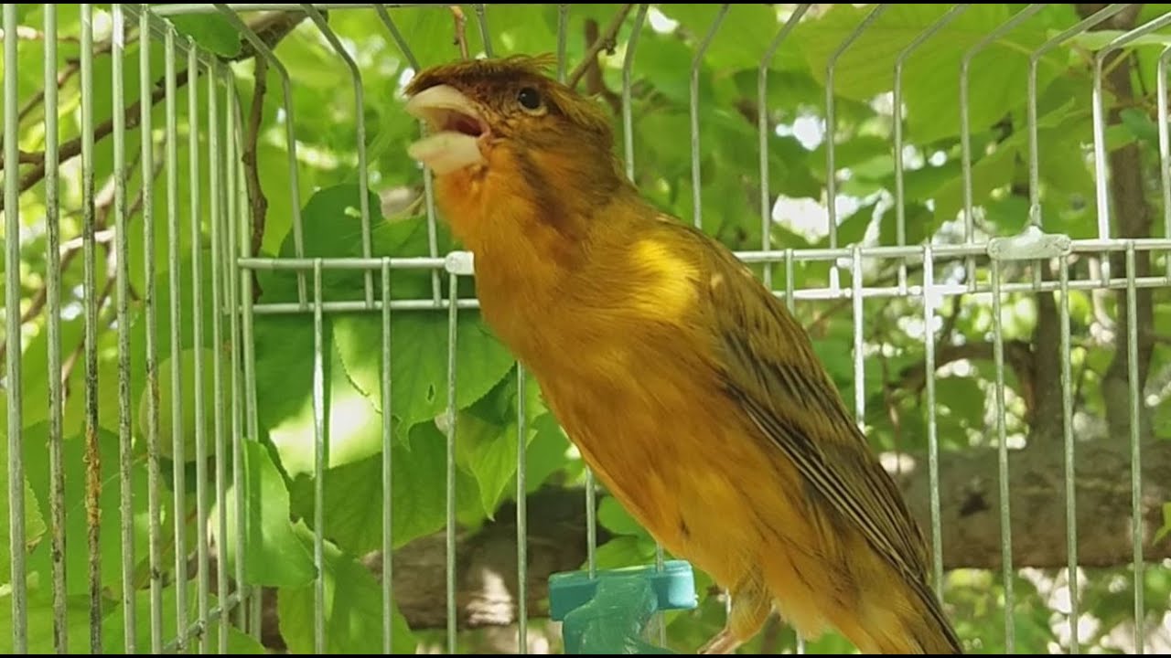 LIVE songs for training and breeding - canary singing