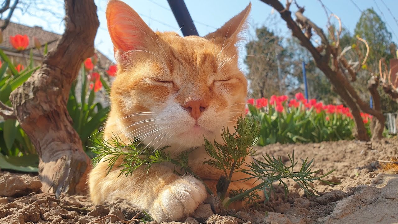 Relaxing Cat Video 90