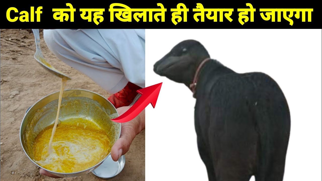 Calf कटड़ा कटड़ी को इस तरह से करते हैं कुछ ही दिनों में तैयार || Calf prepared in few days like this