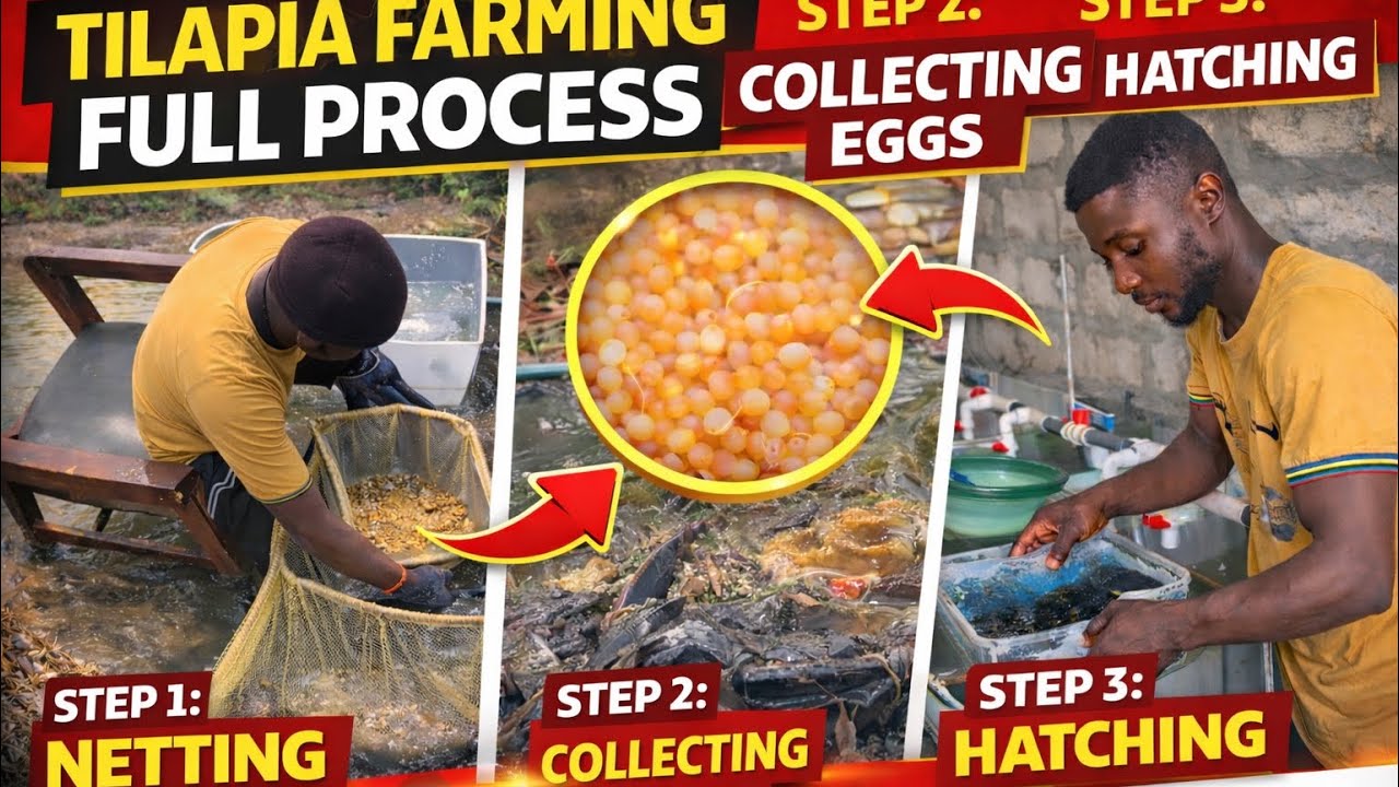  Tilapia Farming Full Process | Netting, Collecting Eggs & Hatching at Decks Hatchery