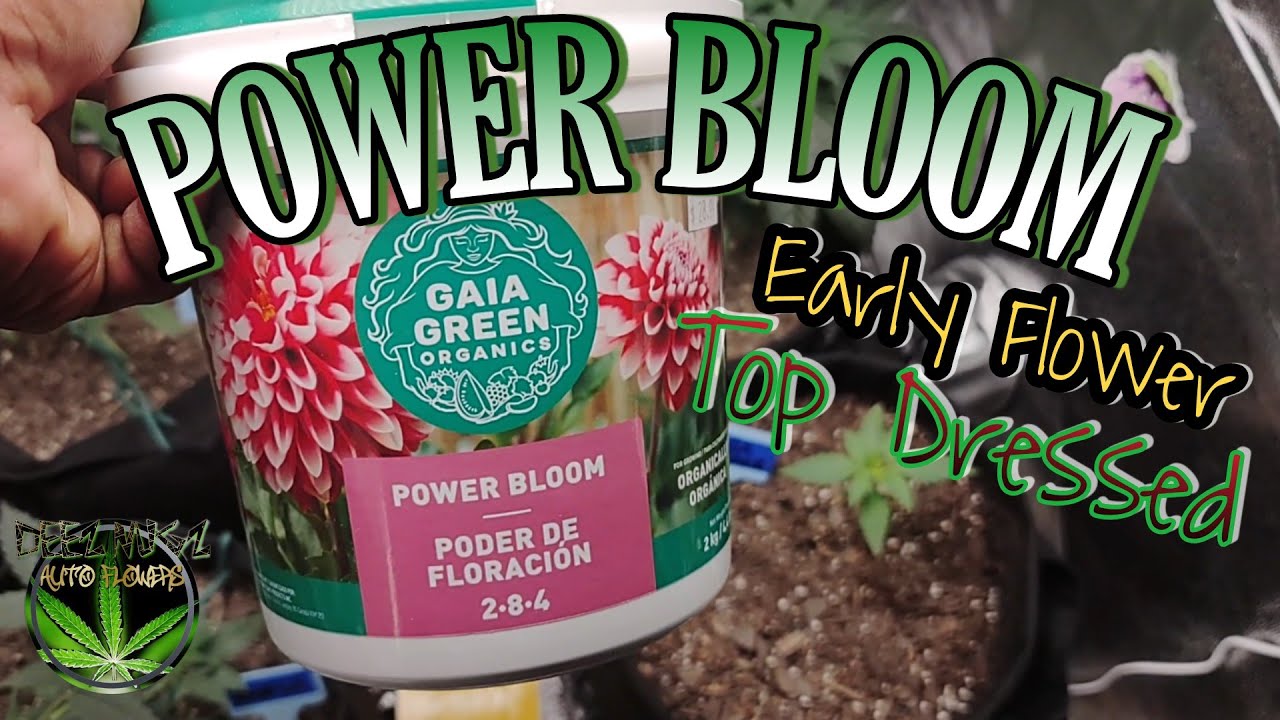 Gaia Green Power Bloom - Early Flower Top Dressed WEEK 7: Auto Flowers