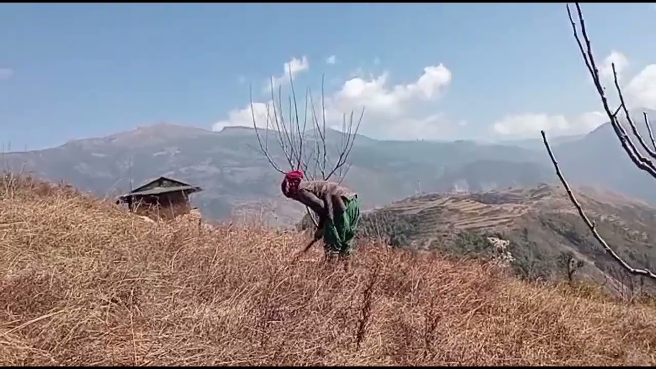 स्याउ खेती कसरी गर्ने र कतिङ कसरी गर्ने @स्याउखेति