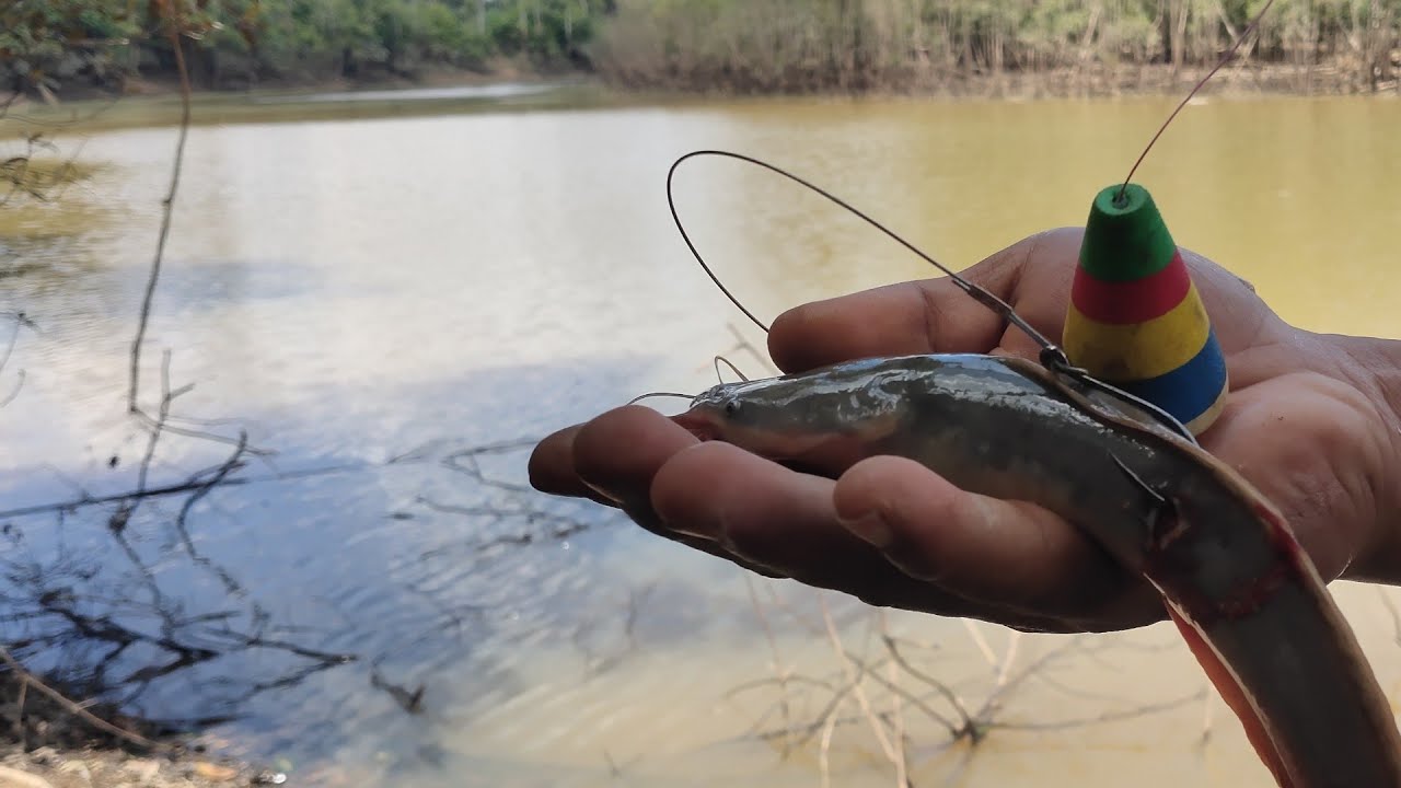 Cara mancing ikan toman dengan umpan lele !!!  di jamin cepat di makan