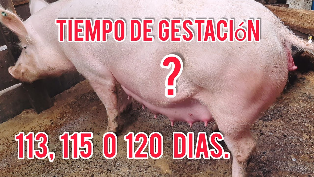 cuanto dura el tiempo de gestacion de  una cerda