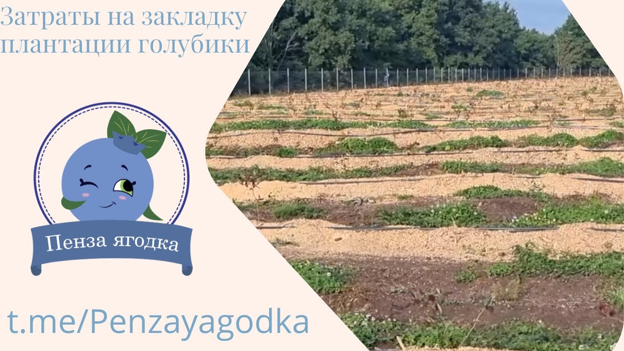 Затраты на закладку плантации голубики