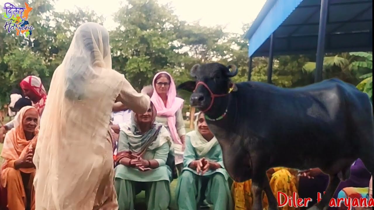 Diler Haryana :- एक हाली कै दो नारी , दोनों होगी न्यारी हे .. ।। Haryanvi Geet ।। हरियाणवी गीत ।।