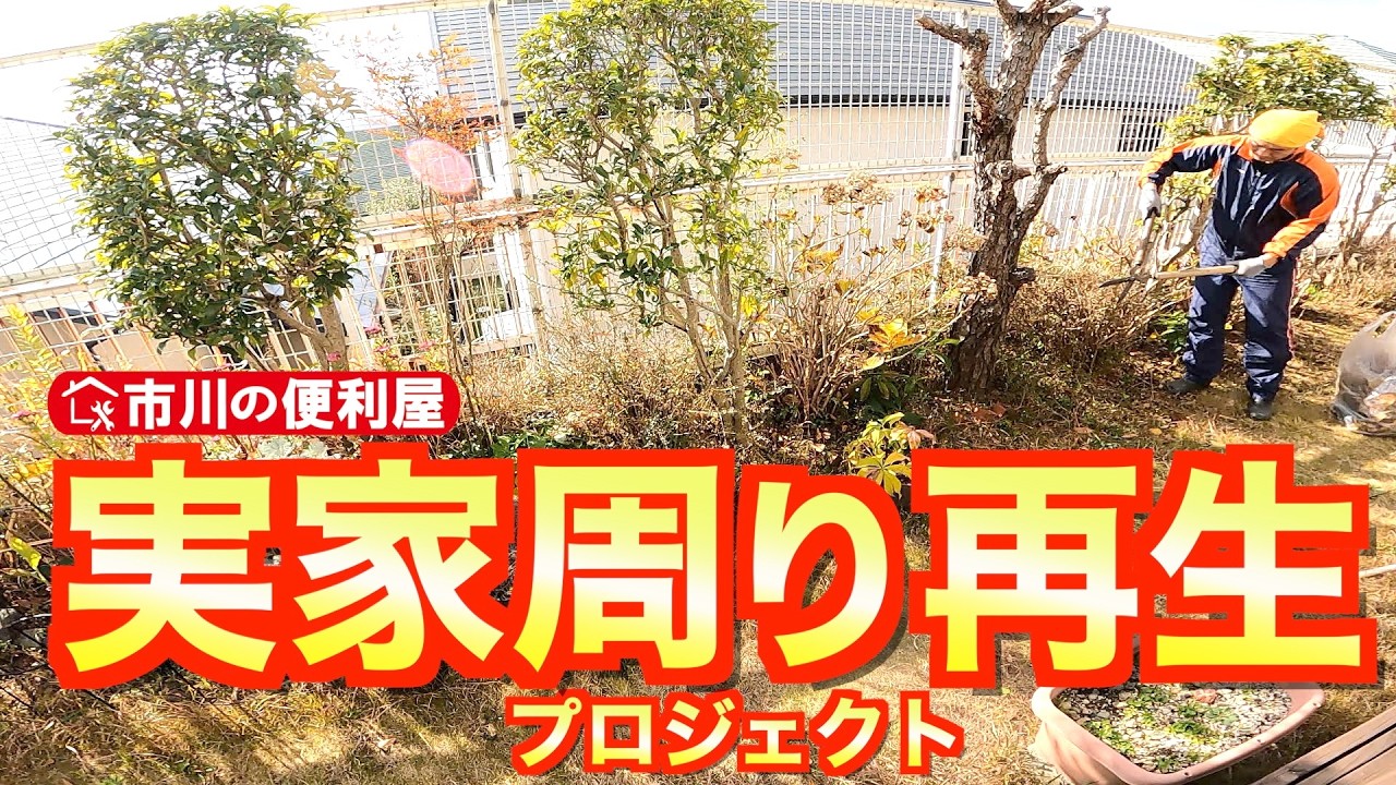 草取り庭木剪定【実家周り再生プロジェクト】2025年正月作業リメイク🏠️キンモクセイ、椿、サツキ、イトヒバ、龍の髭｜千葉県市川市の便利屋！各作業料一覧、お問い合わせ先は概要欄をご覧下さい！