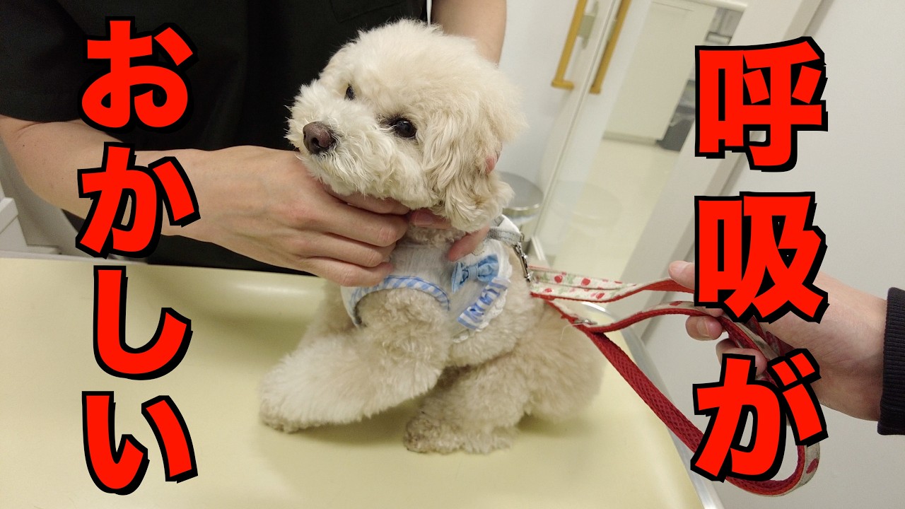 最近、妹犬の呼吸がおかしいので病院へ行ってきました【トイプードル】