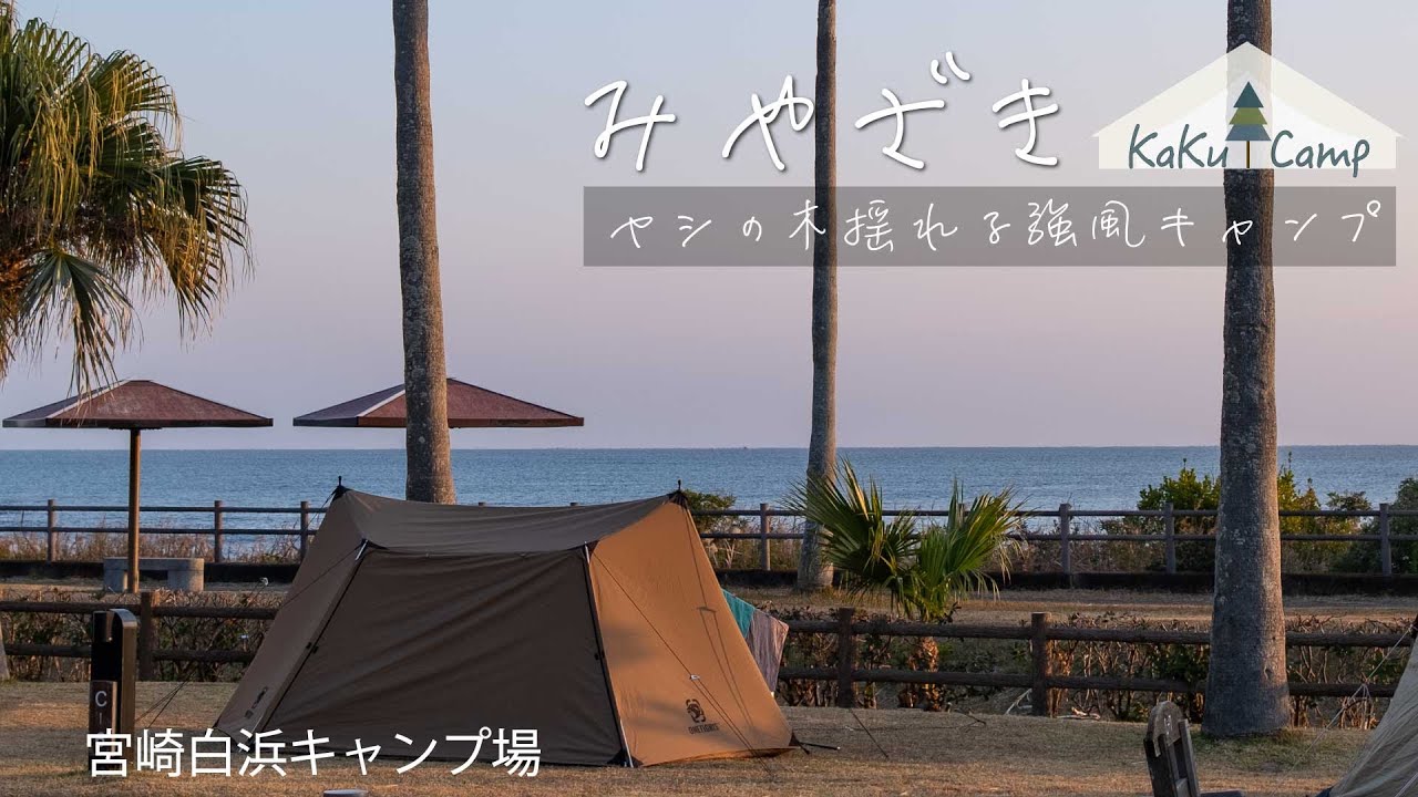 【宮崎白浜キャンプ場】ヤシの木揺れる強風キャンプ