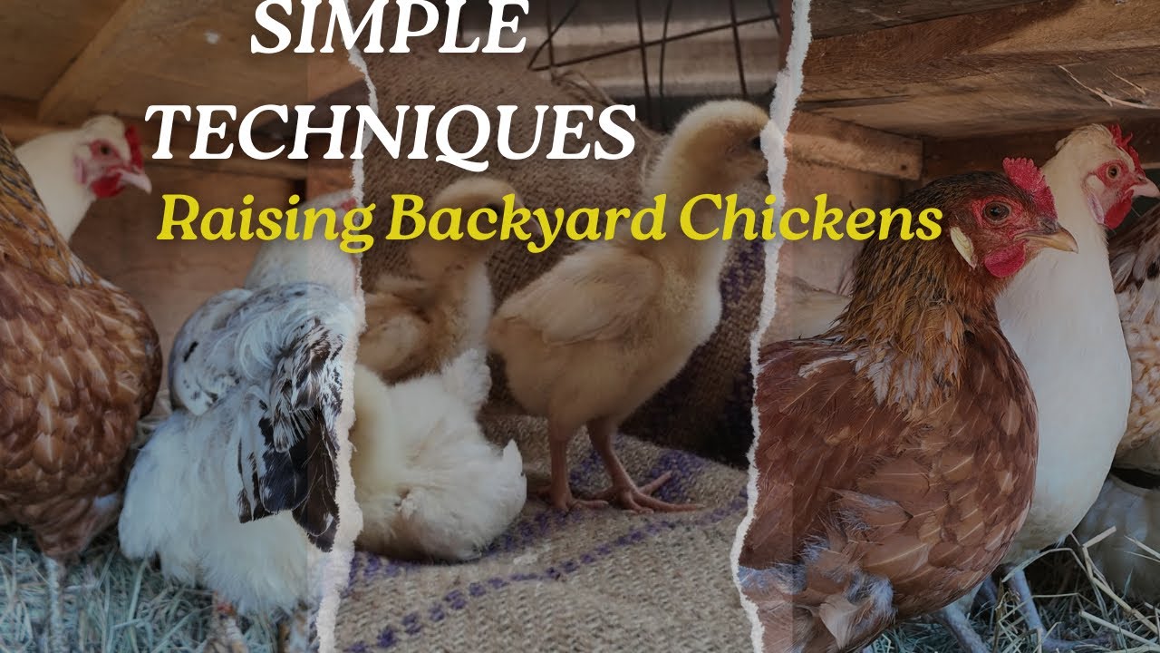 These Simple Techniques Helped Me To Turn 6 Chickens Into A BackYard Chicken Paradise!