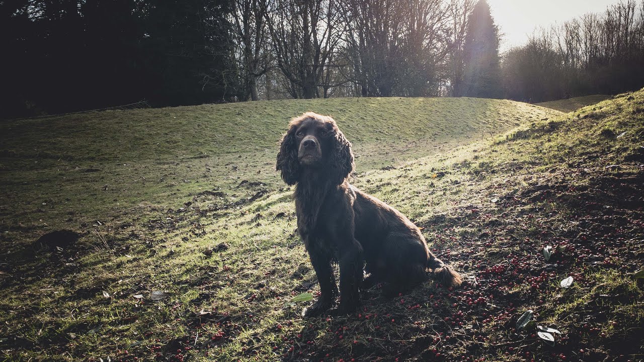 Rico The Working Cocker - Beating On A Cold Saturday