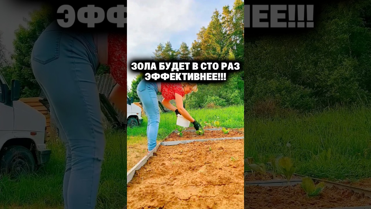 Зола будет в сто раз эффективнее #огород #дача #сад #урожай #рассада #зола
