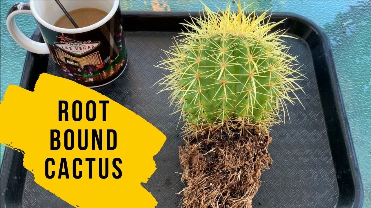 How to Repot a Root Bound Cactus