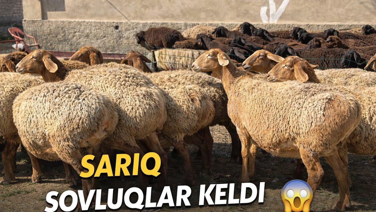 TOJIKISTON XISSOR TOGLARIDAN ELITA SOVLUQLAR KELDI 😱