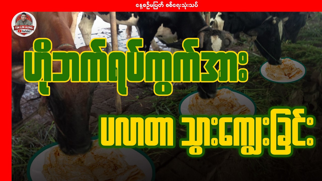 ဟိုဘက်ရပ်ကွက်အား ပလာတာသွား​ကျွေးခြင်း