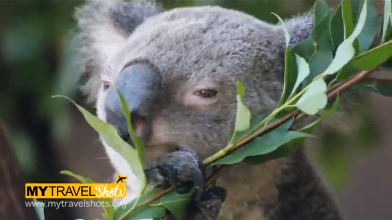 Australia - Cute Koala Bear eating Eucalyptus - Cooberrie Wildlife Park 2013 - Back Pack Australia