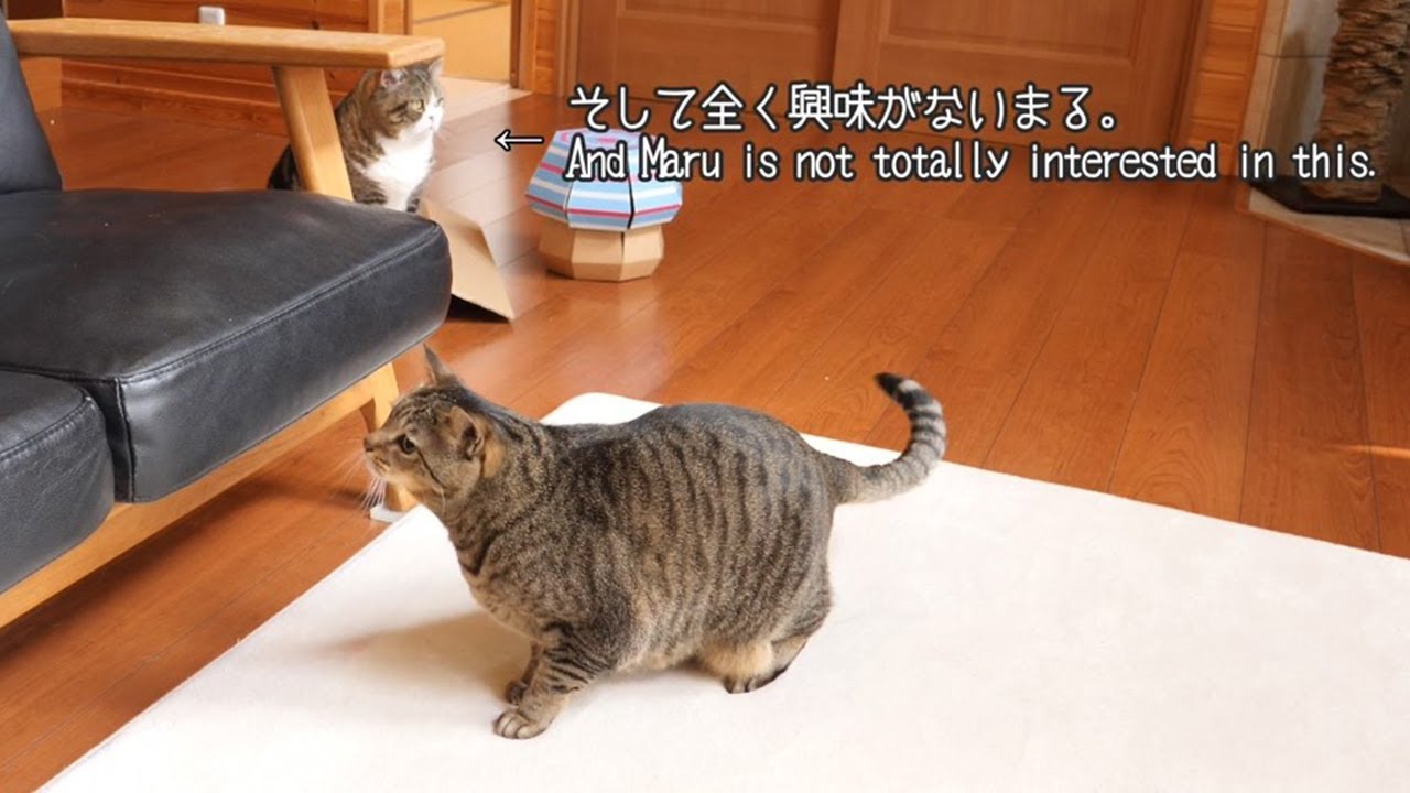 新しいおもちゃが気に入ったはなと、気に入らないまる。-Hana loves the new toy and Maru does not love it.-