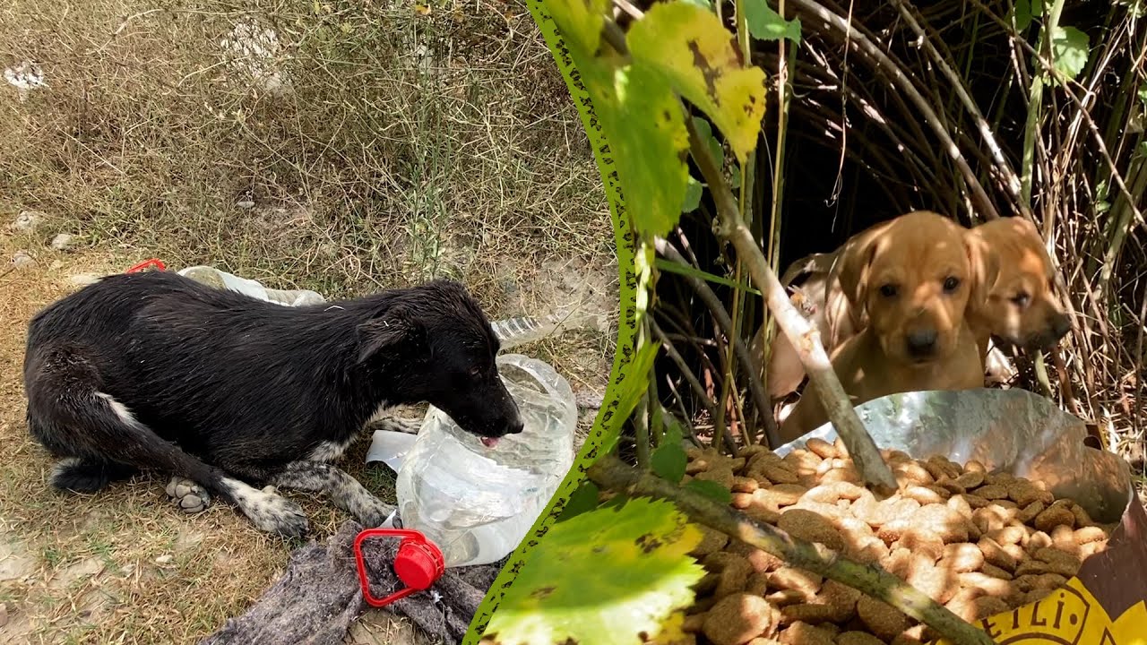 Susuzluktan Yürüyemiyor ! |Her Yere Yeni Köpekler Bırakılmış | Burada Nasıl Yaşayacaklar ?