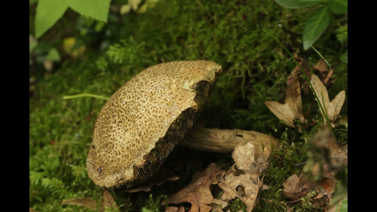 Xerocomellus porosporus