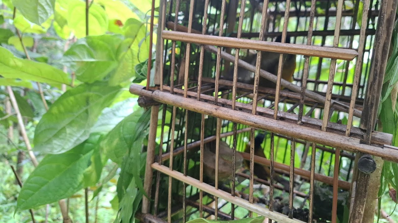 Mikat kutilang emas poin 1 ekor pas di tinggal dapat. padahal dari tadi udah nunggu hampir 3 jam 