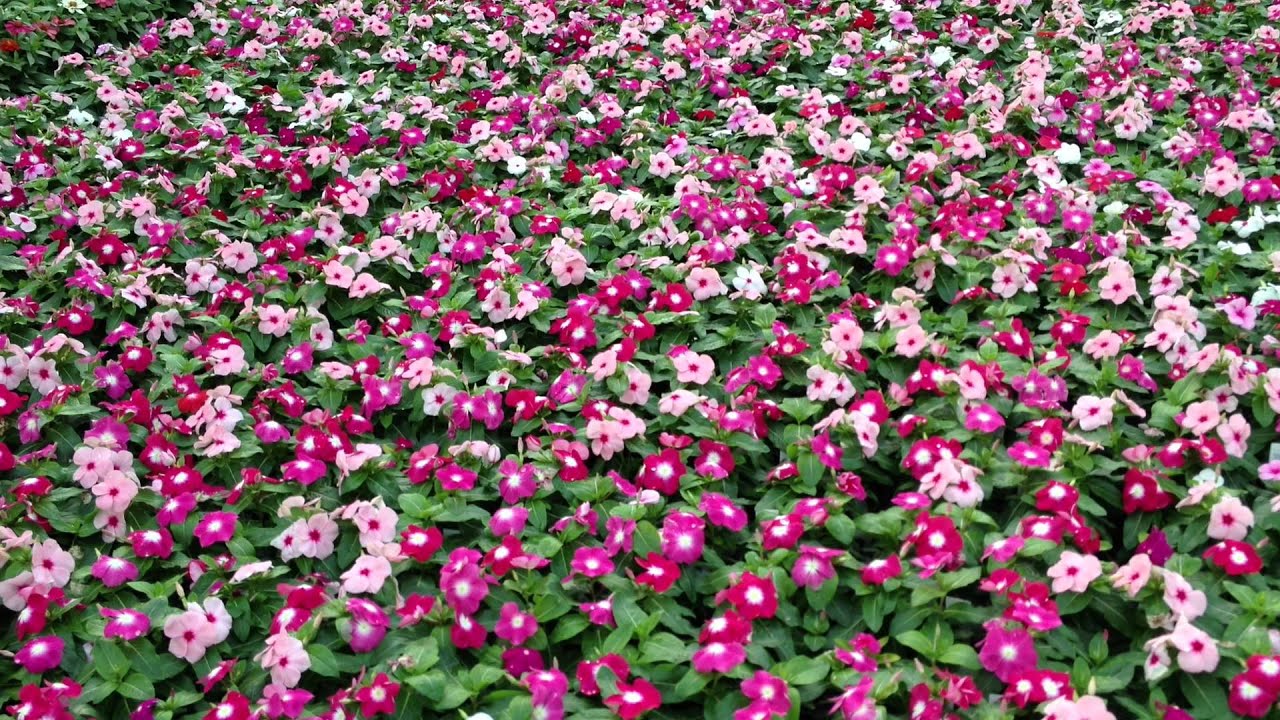 Caring for Annual Vinca